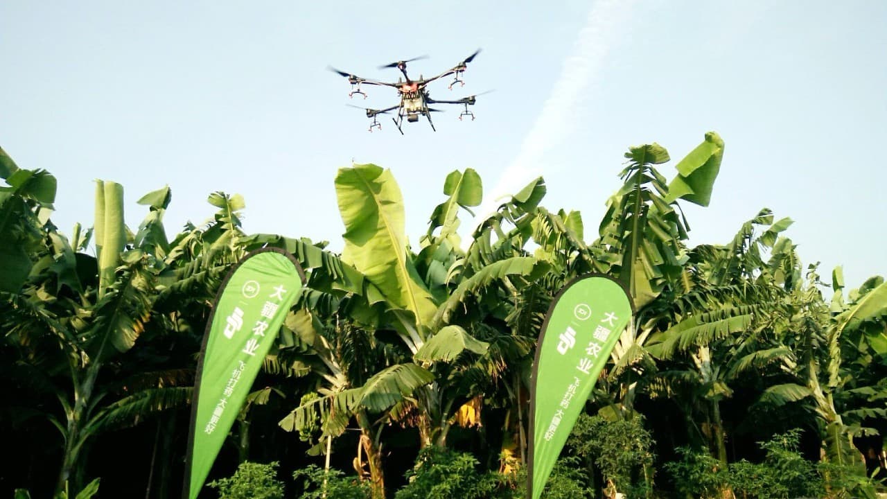 Traitement des bananes avec le DJI Agras T16