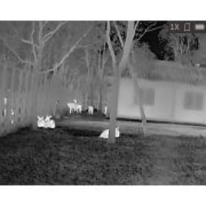 Monoculaire Lynx Hikmicro détecteur thermique